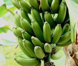 Калорийность банана, полезные и вредные сойства свойства - Полезные свойства банана