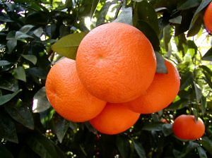 Калорийность продуктов - Калорийность апельсина, полезные свойства